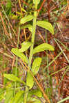 Coastal plain chaffhead